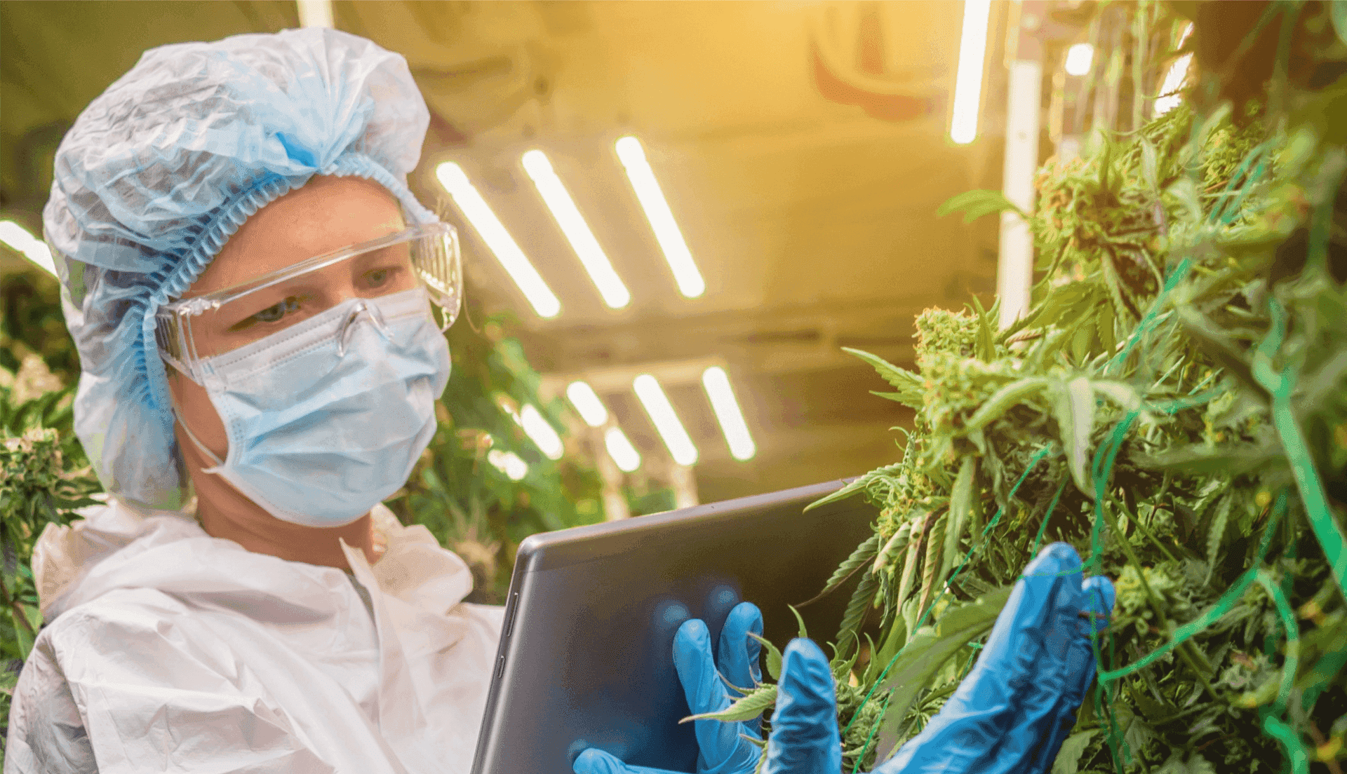 Laborant überprüft Cannabis-Pflanzen in einem Gewächshaus.